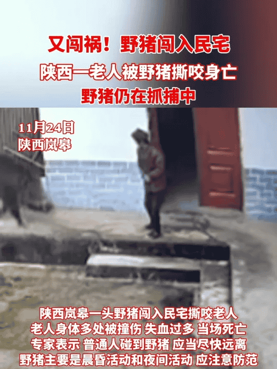 濒危保护到横行霸道 野猪怎么突然多起来了