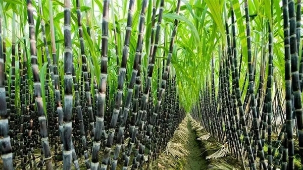 西瓜又大又甜 为什么没人用它制糖