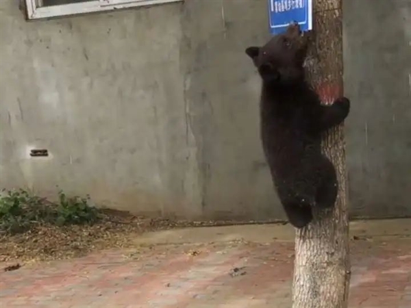 熊看起来很笨拙 为什么被认为很危险