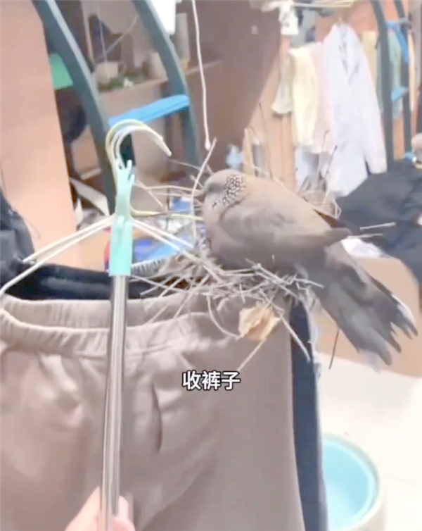 城市里 斑鸠越来越多：一大优势 无鸟可及