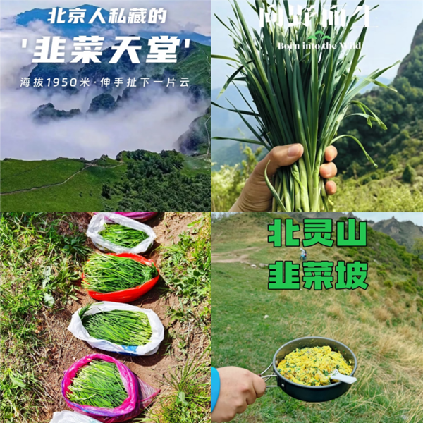 数千人涌入割韭菜：北京的这座山被“薅秃了”