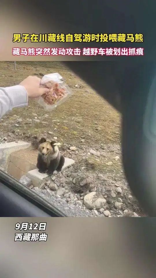 熊看起来很笨拙 为什么被认为很危险