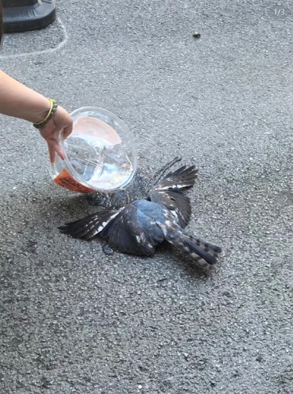 热得要命不是玩笑！武汉已经热到鸟都中暑了