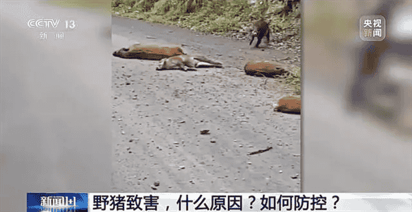 濒危保护到横行霸道 野猪怎么突然多起来了