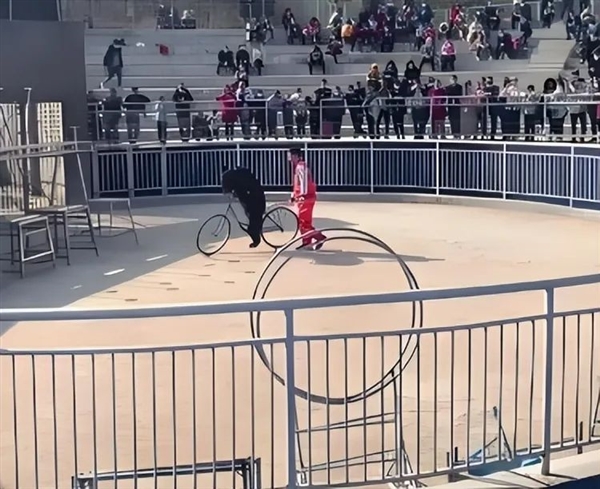 熊看起来很笨拙 为什么被认为很危险