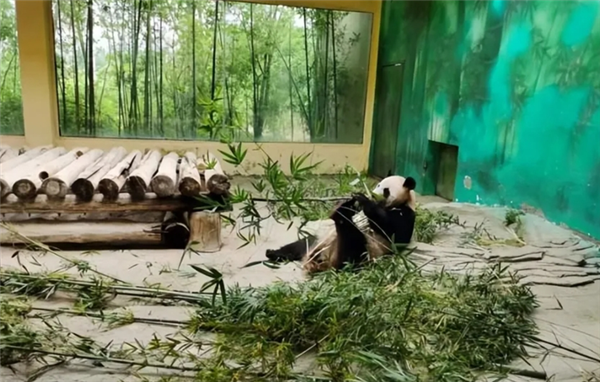 熊看起来很笨拙 为什么被认为很危险